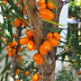 Hippophae rhamn. 'Hergo' 350-400 cm cont. 110L meerstammig