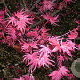 Acer palmatum 'Carminium' 200-250 cm cont. 80L