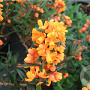 Berberis linearifolia 'Orange King' 125-150 cm 20L