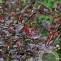 Berberis ottawensis 'Superba' 150-175 cm 20L