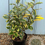 Elaeagnus ebbingei 'Viveleg' 125-150 cm 20L