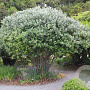 Feijoa sellowiana 150-175 cm cont. 80L