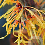 Hamamelis intermedia 'Aurora' 150-175 cm 20L