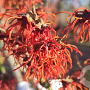Hamamelis intermedia 'Rubin' 175-200 cm 20L