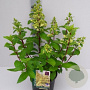 Hydrangea paniculata 'Candle Light' 100-125 cm 20L