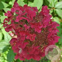 Hydrangea paniculata 'Wim's Red' 100-125 cm 20L