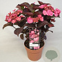 Hydrangea serrata 'Daredevil' 80-100 cm 20L