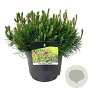 Pinus mugo pumilio 70-80 cm 35L breed