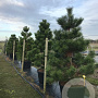 Pinus nigra 'Austriaca' 200-250 cm cont. 180L