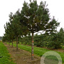 Pinus nigra 'Austriaca' 200-250 cm cont. 230L