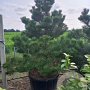 Pinus nigra 'Austriaca' 200-250 cm cont. 230L