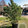 Pinus sylv. 'Watereri' 100-125 cm cont. 80L
