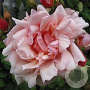 Rosa (K) 'Albertine' 200-250 cm 30L 3 stok