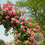 Rosa (K) 'American Pillar' 200-250 cm 30L 3 stok