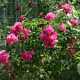 Rosa (K) Heidetraum PLUS 200-250 cm 30L 3 stok