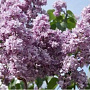 Syringa vulgaris 'Paul Deschanel' 100-125 cm 20L