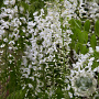 Wisteria floribunda 'Alba' 250-300 cm 20L 1 stok