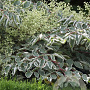 Aralia elata 'Variegata' 80-100 cm cont. 110L solitair