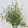 Buddleja d. 'White Profusion' 80-100 cm 10L