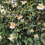 Camellia sas. 'Hino De Gumo' 100-125 cm 50L