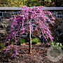 Cercis can. 'Traveller' 175-200 cm 20L geveerd