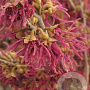 Hamamelis vern. 'Amethyst' 200-250 cm draadkluit struik