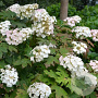 Hydrangea querc. 'Applause' 100-125 cm 35L