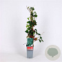 Parthenocissus tr. 'Veitch.Robusta' 70 cm 2,0L