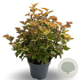 Physocarpus opulif. Amber Jubilee 100-125 cm 20L