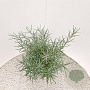 Salix elaeagnos 'Angustifolia' 40-45 cm 4,5L