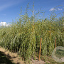 Salix sepulcralis 'Chrysocoma' 16-18 HO draadkluit 3 X verplant