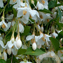 Styrax jap. 'Fragrant Fountain' 150-175 cm 50L