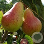 Pyrus c. 'Bon Chrétien Williams' GM 50L dubbele u vorm