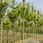 Prunus 'Umineko' 16-18 HO draadkluit 3 X verplant
