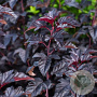 Physocarpus opulifolius 60-100 cm wortelgoed 0/1 2-3 tak