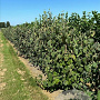 Viburnum lantana 100-125 cm wortelgoed 1/2 3 tak