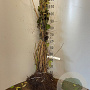 Viburnum opulus 100-125 cm wortelgoed 1/2 3 tak