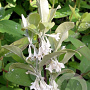 Elaeagnus umbellata 40-60 cm wortelgoed 0/1 2-3 tak