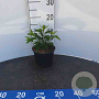 Forsythia intermedia 'Spectabilis' 60-100 cm wortelgoed 0/1 2-3 tak