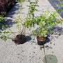 Rosa multiflora 80-100 cm wortelgoed 1/12-3 tak