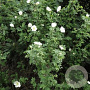 Rosa spinosissima 60-100 cm wortelgoed 1/1 2-3 tak
