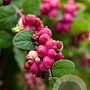 Symphoricarpos doorenbosii 'Magic Berry' 40-60 cm wortelgoed 0/1 2-3 tak