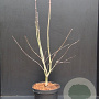 Acer pal. 'Osakazuki' 60-80 cm 5,0L