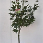 Acer pal. 'Osakazuki' 80-100 cm 5,0L