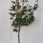 Acer pal. 'Osakazuki' 80-100 cm 5,0L