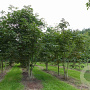 Aesculus hippocastanum 300-350 cm draadkluit meerstammig