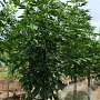Aesculus indica 10-12 HO draadkluit