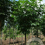 Aesculus indica 12-14 HO draadkluit