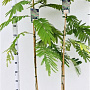 Albizia julibr. 'Rouge de Tuilière' 125-150 cm 3,5L
