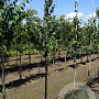 Cercidiphyllum japonicum 6-8 HO draadkluit